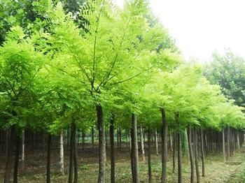 重慶元寶楓苗木 工程綠化優(yōu)選與價(jià)格行情全覽
